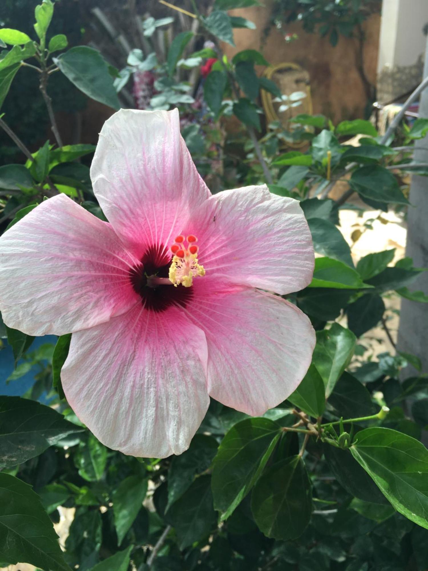 Ouakam Tropical Oasis 아파트 외부 사진